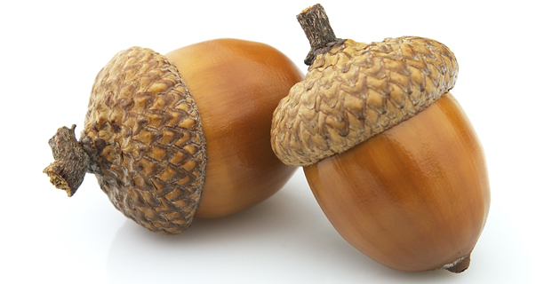 acorn-wide