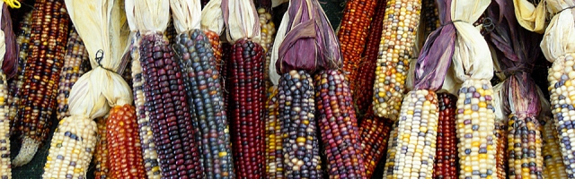 indian-corn